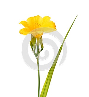 Yellow flower of Reblooming Daylily isolated on white, Hemerocallis Stella de Oro