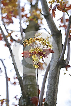 Yellow flower and red leaves of Acer platanoides crimson king