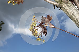 Yellow flower and red leaves of Acer platanoides crimson king