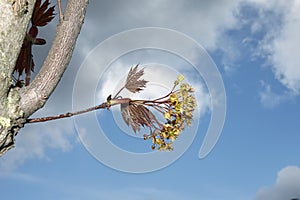 Yellow flower and red leaves of Acer platanoides crimson king