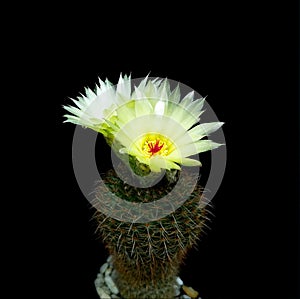 Yellow flower red pollen on mini cactus in little pot.