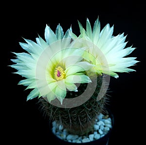 Yellow flower red pollen on mini cactus in little pot.Studio shot