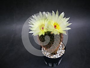 Yellow flower red pollen on mini cactus in little pot.Studio shot marble pattern background black tone