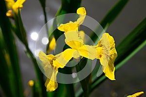 Yellow flower and reflecting sun sin water background