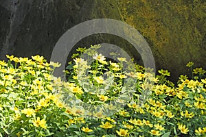 Yellow flower with rock background