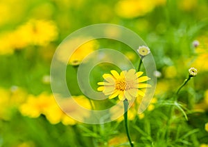 Yellow flower in the royal flora chiangmai Thailand.