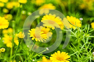 Yellow flower in the royal flora chiangmai Thailand.