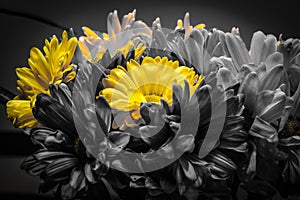 Yellow Flower on Selective Color Technical