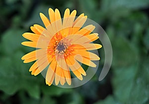 Yellow flower with selective focus