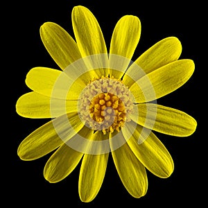 Yellow flower of Senecio Vernalis, Eastern groundsel, Spring groundsel, isolated on black background