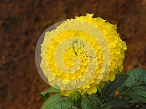 Yellow flower Sensitive plant Mimosa pudica, humble plant, plant in the pea family on brown ground. Macro