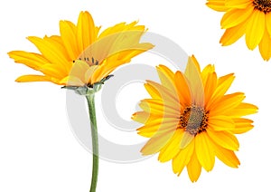 Yellow flower set
