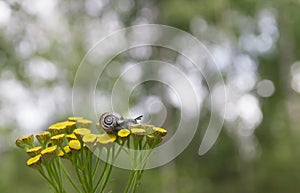 On a yellow flower sits a small snail with beautiful horns and a shell on the background of green bokeh