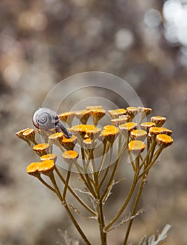 On a yellow flower sits a small snail with beautiful horns and a shell on a background of yellow golden bokeh of autumn