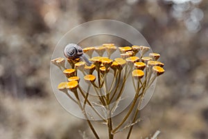 On a yellow flower sits a small snail with beautiful horns and a shell on a background of yellow golden bokeh of autumn