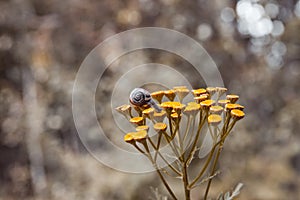 On a yellow flower sits a small snail with beautiful horns and a shell on a background of yellow golden bokeh of autumn