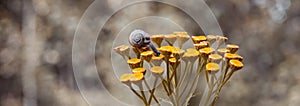 On a yellow flower sits a small snail with beautiful horns and a shell on a background of yellow golden bokeh of autumn