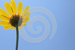 Yellow flower with sky in the background photo