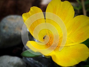 Yellow flower with small ant