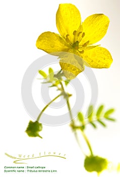 Yellow flower of small caltrops weed, isolated flower on white b