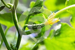 Yellow flower on a small cucumber in a vegetable garden in a greenhouse.