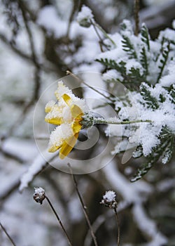 Yellow flower in snow