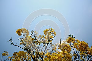 Yellow flower space Beautiful sky background