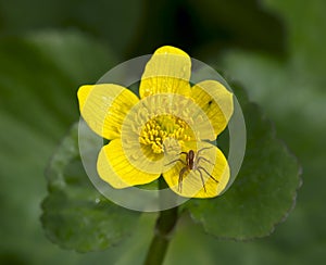 Yellow flower with a spider