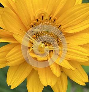 Yellow flower spider on yellow flower