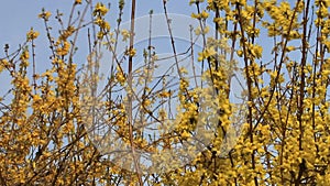 Yellow flower in spring, forsythia in full bloom