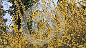 Yellow flower in spring, forsythia in full bloom