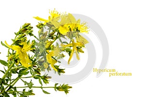 Yellow flower of St. John's wort, Hypericum perforatum, isolated