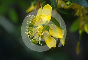 Yellow flower, St. John\'s wort photo