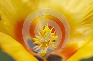 Yellow flower stamen