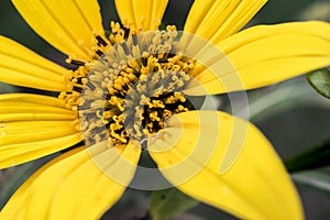 Yellow flower stamen close up