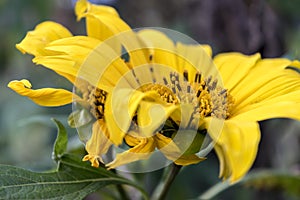 Yellow flower stamen close up