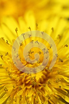 Yellow flower with stamen details