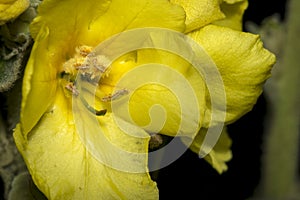 Yellow flower with stamen outdoors