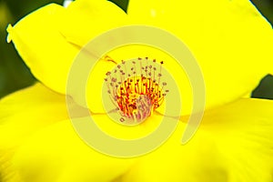 Yellow flower stamen pistil photo