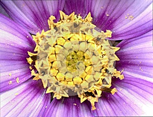 Yellow flower stamens, pink purple petals macro shooting