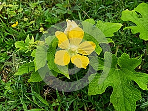 a beautiful yellow flower of wax gourds growing on the land