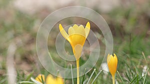 Yellow flower sternbergia lutea