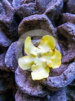 Yellow flower in stone flower sculpture