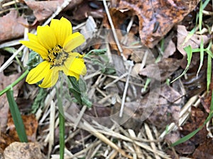 Yellow Flower, Straw, Wood Chips, and Autumn Leaves