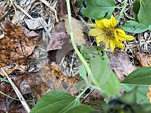 Yellow Flower, Straw, Wood Chips, and Autumn Leaves