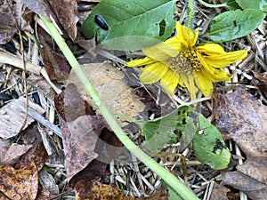 Yellow Flower, Straw, Wood Chips, and Autumn Leaves