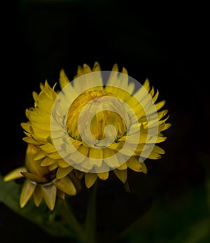 A Yellow Flower Stretching High