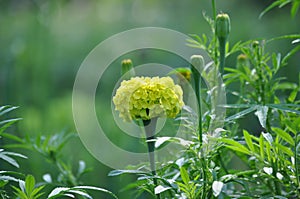 Yellow flower in a summer garden photo