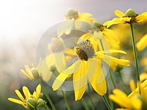 Yellow flower and sun light