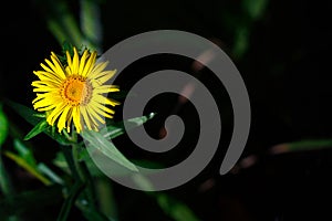 Yellow flower in the sun ray on dark background. Elecampane inula